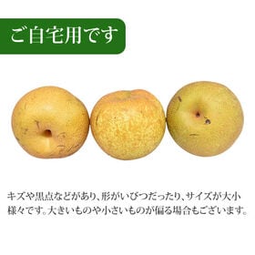 【予約受付】8/21~順次出荷【3kg】九州産 梨《個数・品種おまかせ》(ご家庭用)
