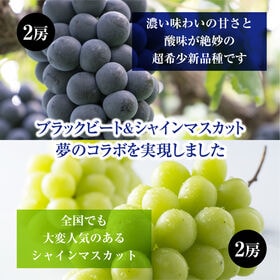 【予約受付】8/19~順次出荷【秀品約2.0kg各2房】島根県産ブラックビート&シャインマスカット
