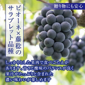 【予約受付】8/18~順次発送【秀品約2kg/4-5房】島根県出雲市産ぶどうブラックビート