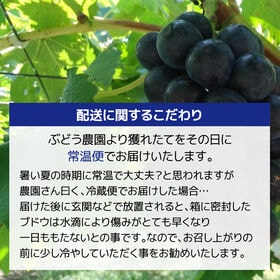 【予約受付】8/18~順次発送【秀品約2kg/4-5房】島根県出雲市産ぶどうブラックビート