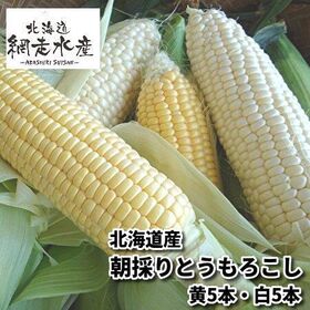 【予約受付】8月以降9月初旬頃まで順次出荷 北海道産 朝採りとうもろこしセット（黄5本・白5本）