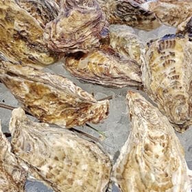 【約2kg/Lサイズ】広島県産 殻付き生牡蛎 （冷凍/加熱用）