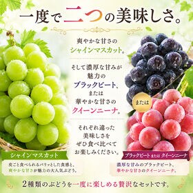 【予約受付】8/18~出荷【約1kg(2房)】ご家庭用 島根県産シャインマスカット 食べ比べセット