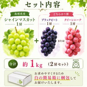 【予約受付】8/18~出荷【約1kg(2房)】ご家庭用 島根県産シャインマスカット 食べ比べセット