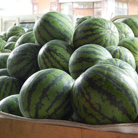 【約6.8kg/2Lサイズまたは3Lサイズ】山形県産 尾花沢すいか キズ・空洞あり【冷蔵】
