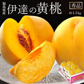 【予約受付】8/17~順次出荷【約1.5kg/4~8玉】《秀品》福島県産 伊達の黄桃 | 硬めですが、置けば柔らかくなる黄桃。香りも独特