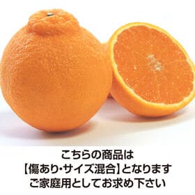 【約2.0kg（クール便）】香川県産デコみかん (ご家庭用・シミあり) デコポンと同品種