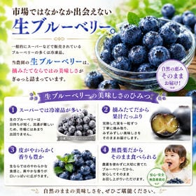 【計400g (200g×2パック)】 島根県産 無農薬 生ブルーベリー