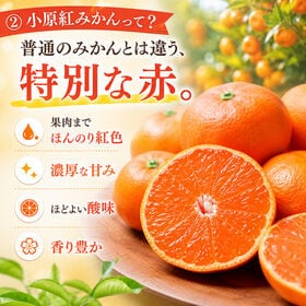 クール便【約1.2kg(ご家庭用・サイズ不揃い)】香川県産 温室ハウス小原紅みかん