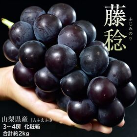 【約2kg/3〜4房 】藤稔（ふじみのり） 山梨県産ぶどう JAふえふき【冷蔵】【熨斗可】 | 世界最大級の超大粒黒ブドウ