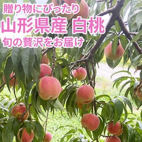 【3kg】＜秀選＞白桃 山形県産 品種おまかせ(7〜12玉入り) クール便