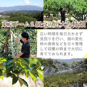 【予約受付】10/1~順次出荷【約7kg~7.5kg】《秀品》奈良県産 たねなし柿 平核無柿・刀根柿