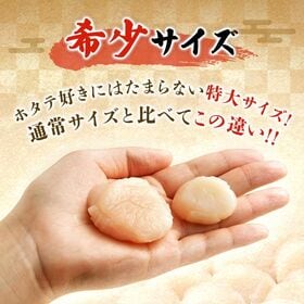 希少な特大 ジャンボサイズ ホタテ貝柱 1kg (31-40粒) S/2S 北海道