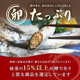 【計1kg (500g×2袋) 】国内生産 子持ちからふとししゃも