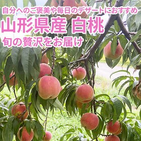 【2kg】＜ご家庭用＞ 山形県産 白桃 品種おまかせ(5〜12玉) クール便