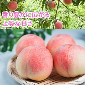 【2kg】＜ご家庭用＞ 山形県産 白桃 品種おまかせ(5〜12玉) クール便