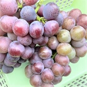 【約1.0kg前後(1-4房)】愛媛産　農家さんもぐもぐ 種無しピオーネ（ご家庭用）不揃い | 巨峰と並ぶ黒ぶどうの人気品種！種なしピオーネ！