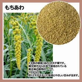 150g(150g×1袋) もちあわ 雑穀