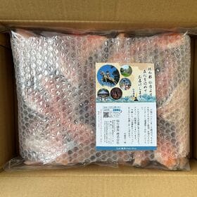 無塩　トラウトサーモン　カマ　800g×2P（1．6kg）