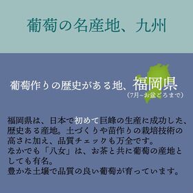 【九州】1房　シャインマスカット