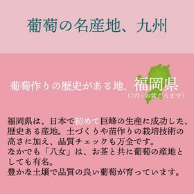 【九州】 2房　ピオーネ