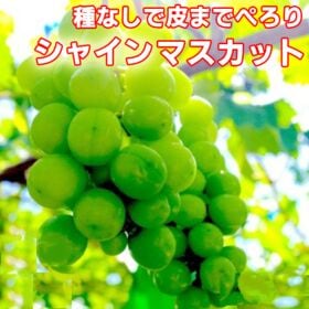 【約800g】農家さんもぐもぐ シャインマスカット ご家庭用 | 2セット申込で1セットおまけ合計3セット