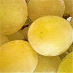 【約800g】農家さんもぐもぐ シャインマスカット ご家庭用