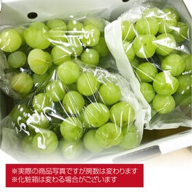 【予約受付】9/14~順次出荷【約2kg(3~5房)】香川県産  瀬戸ジャイアンツ