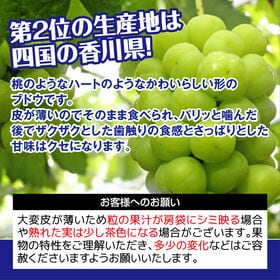 【予約受付】9/14~順次出荷【約2kg(3~5房)】香川県産  瀬戸ジャイアンツ