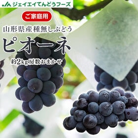 【予約受付】9/10-順次出荷【約2kg】山形県産ぶどうピオーネ※家庭用(着色・粒不揃い)
