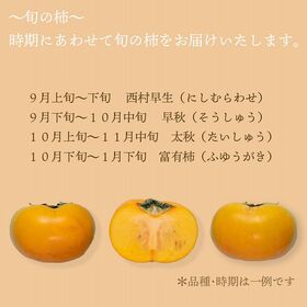【予約受付】10月上旬~順次出荷【九州】1.2kg　旬の柿