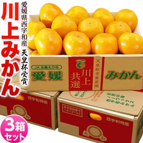 【予約受付】11/15~順次出荷【計9kg(約3kg×3箱/2Lサイズ)】愛媛県産 川上みかん | 受賞産地の愛媛みかん！食べ応えのある2Lサイズ