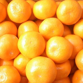 【予約受付】11月上旬~順次出荷【福岡】約4kg　山川みかん