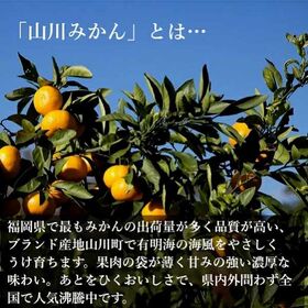 【予約受付】11月下旬~順次出荷【福岡】約8kg　山川みかん マイルド130