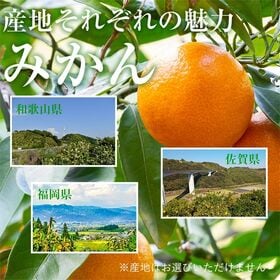 【予約受付】10/25~順次出荷【9~10kg】厳選 温州みかん(傷あり)
