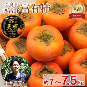 【予約受付】11/5~順次出荷【約7~7.5kg】《秀品》大きさお任せ 富有柿　天蜜 | 天空の畑が育てた豊かな味わいをお楽しみください♪