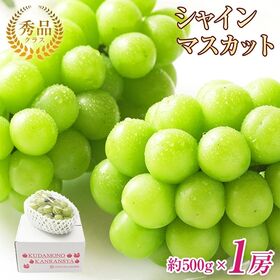 地域厳選シャインマスカット　秀品　約500g　1房 | 口いっぱいに広がる上品な甘さをお楽しみください。