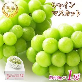 地域厳選シャインマスカット　秀品　約600g　1房 | 口いっぱいに広がる上品な甘さをお楽しみください。