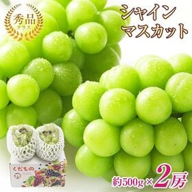 地域厳選シャインマスカット　秀品　約500g　2房 | 口いっぱいに広がる上品な甘さをお楽しみください。