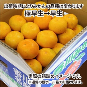 【予約受付】10/19~出荷【極早生~早生1.5kg】香川県産みかん ※ご家庭用(傷あり 不揃い)