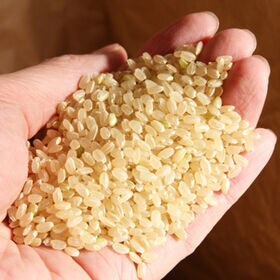【30kg】令和8年産 山形県産 雪若丸 (玄米)