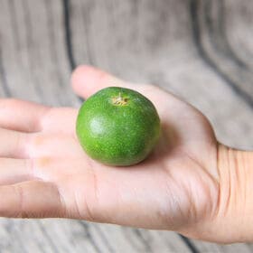 【5kg/2S以下】超ちび玉極早生吉田みかん　※ご家庭用