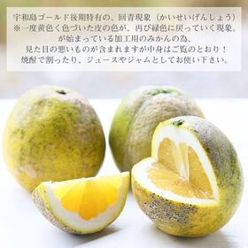 【15kg】《加工用》宇和島ゴールド（河内晩柑 ）