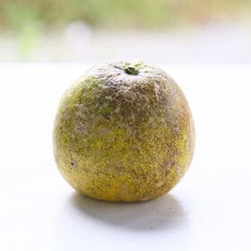 【15kg】《加工用》宇和島ゴールド（河内晩柑 ）
