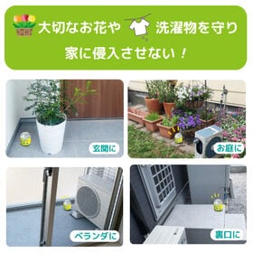 【日替わり数量限定】【3個セット】さよならカメちゃん 置きタイプ【先行チケット利用NG】