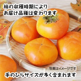 【予約受付】11/9~順次出荷【約5.0kg】香川県産柿(ご家庭用・サイズ混合)