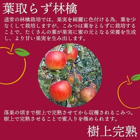 【予約受付】11月下旬~順次出荷【青森】約2kg　 蜜入り林檎・こみつ