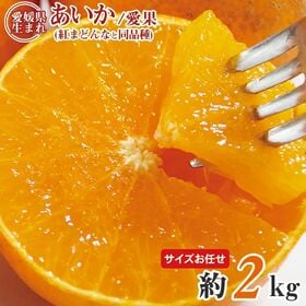 【予約受付】11/25~順次出荷【約2kg(サイズお任せ)】あいか・紅まどんな同等品種 (ご家庭用) | ゼリーのような食感と甘さと香りに特徴があり、皮は薄くむきにくいのでカットフルーツをおすすめ