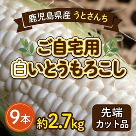 【予約受付】11/16~順次出荷【 9本 約2.7kg】自宅用 白いとうもろこし うとさんち | 平均糖度は20度以上にもなります