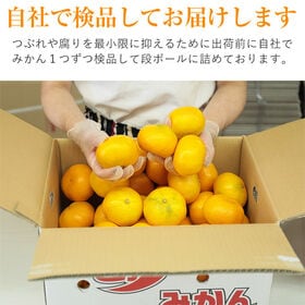 【予約受付】11/1~順次出荷【約4kg】厳選 温州みかん(ご家庭用・傷あり)